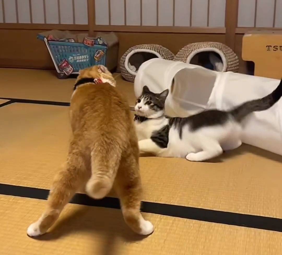 そこからのバトル🤭
#あにまるファミリー
#猫
<a href="/2oniTomo/">友子ちゃんとお兄ちゃん🌿ねこ&フェレット 😻🐻</a> 
(2年前の今日😻)