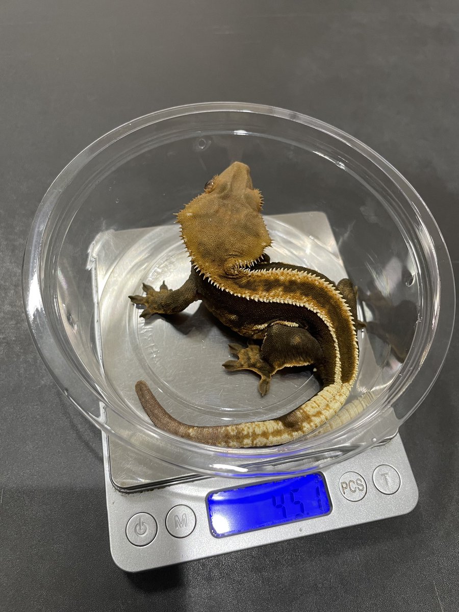 SS Het AX ♀ #クレステッドゲッコー #crestedgecko