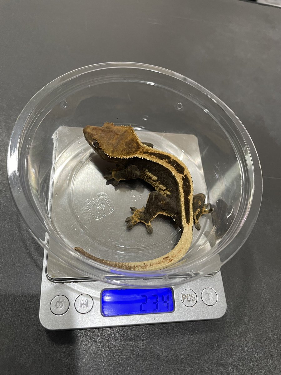 SS Het AX ♀ #クレステッドゲッコー #crestedgecko