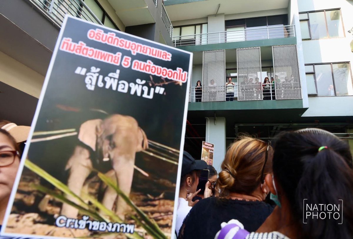 🐘 “หูพับ ต้องไม่ตายฟรี” ‼️🥺
“ทราย สก๊อต” จิตอาสารักษ์ไทย พร้อมมวลชน รวมกลุ่ม ตะโกนขับไล่ อธิบดีฯ กรมอุทยาน กรณี #พลายสีดอหูพับ พร้อมเรียกร้องให้สอบสัตวแพทย์เพื่อเอาผิด - หยุดเคลื่อนย้ายช้าง - สอบเอกสารสิทธิการถือครองที่ดิน
#สีดอหูพับ #ทรายสก๊อต #ช้างป่า 
#กรมอุทยานแห่งชาติ