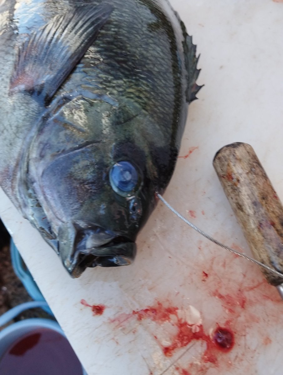 2・11(水)
17:00~23:30(23:00LO)
横須賀市佐島漁港でメジナを神経〆してきました。
脂のっててこの時期のメジナ最高に美味いです♪
#夜な夜な
#居酒屋