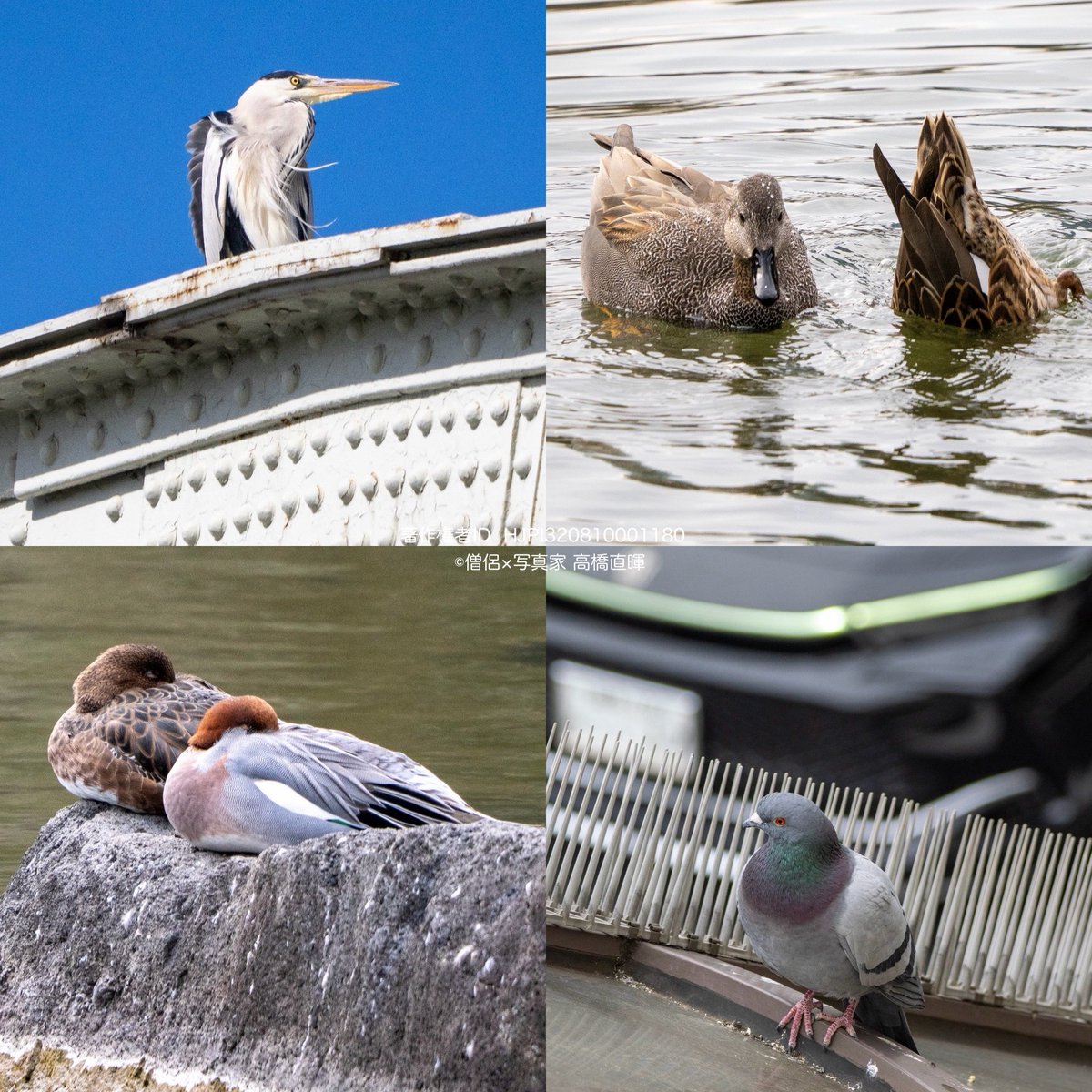 RT @naoteru0408: 2/10、都内野鳥観察、他 📸 OM SYSTEM OM-3 M.ZUIKO