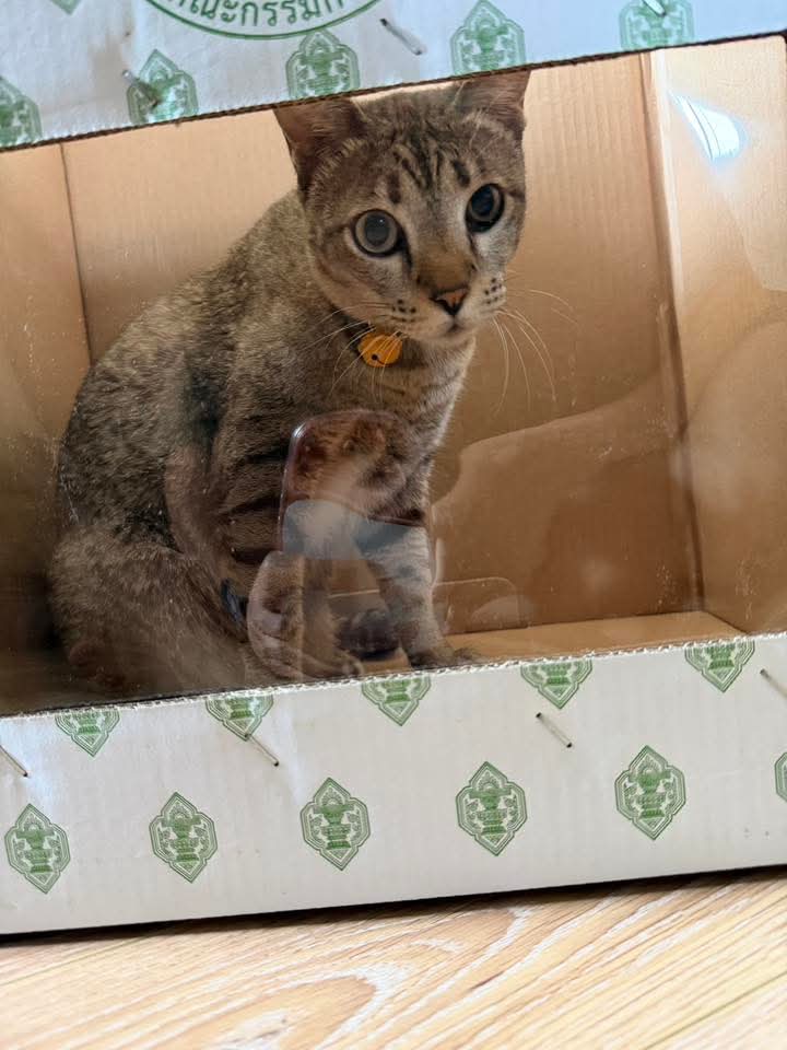 ความคนไทย ล่าสุดซื้อมาให้แมวนอน55555
#นับใหม่ทั้งประเทศ