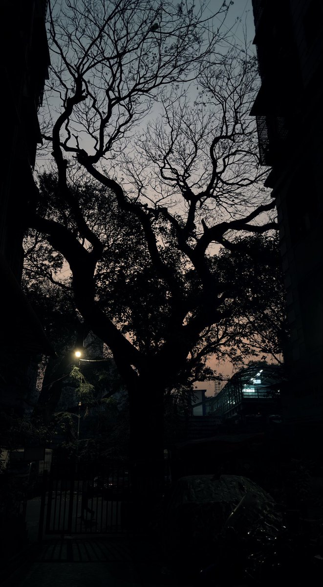 Did someone say tree!!!