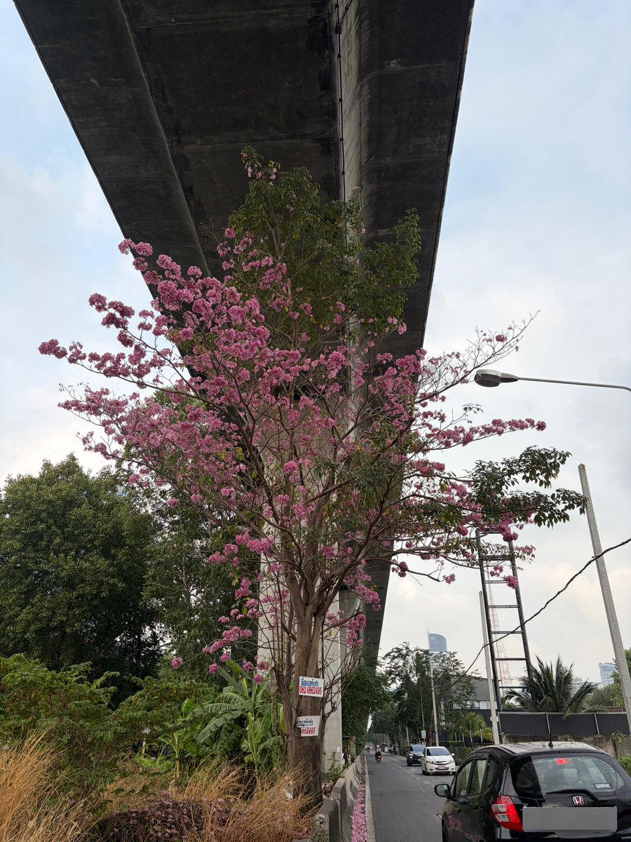 walk_wanderth's tweet image. ช่วงนี้สมาคมนักเดินจะได้เจอรางวัลสีชมพูจากการเดินๆ ด้วยล่ะ น่ารักมั่ก 🌸