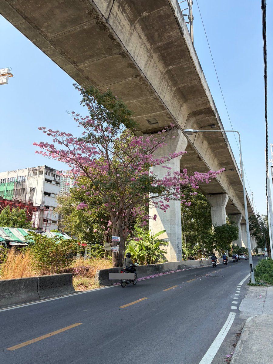 walk_wanderth's tweet image. ช่วงนี้สมาคมนักเดินจะได้เจอรางวัลสีชมพูจากการเดินๆ ด้วยล่ะ น่ารักมั่ก 🌸