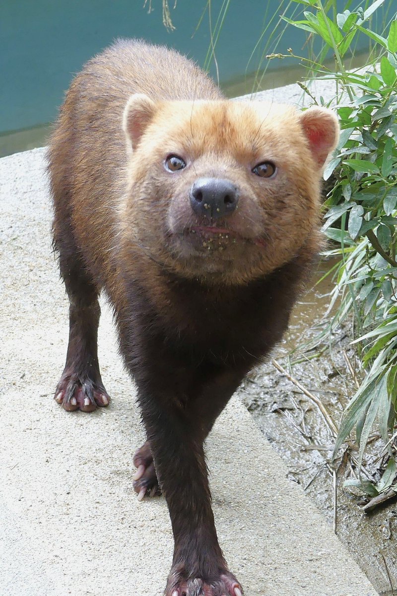 パパマル㊗️10歳
お誕生月おめでとう🎉
#ヤブイヌ #ズーラシア 
#ヤブイヌ推し 
📷20180916 京都市動物園