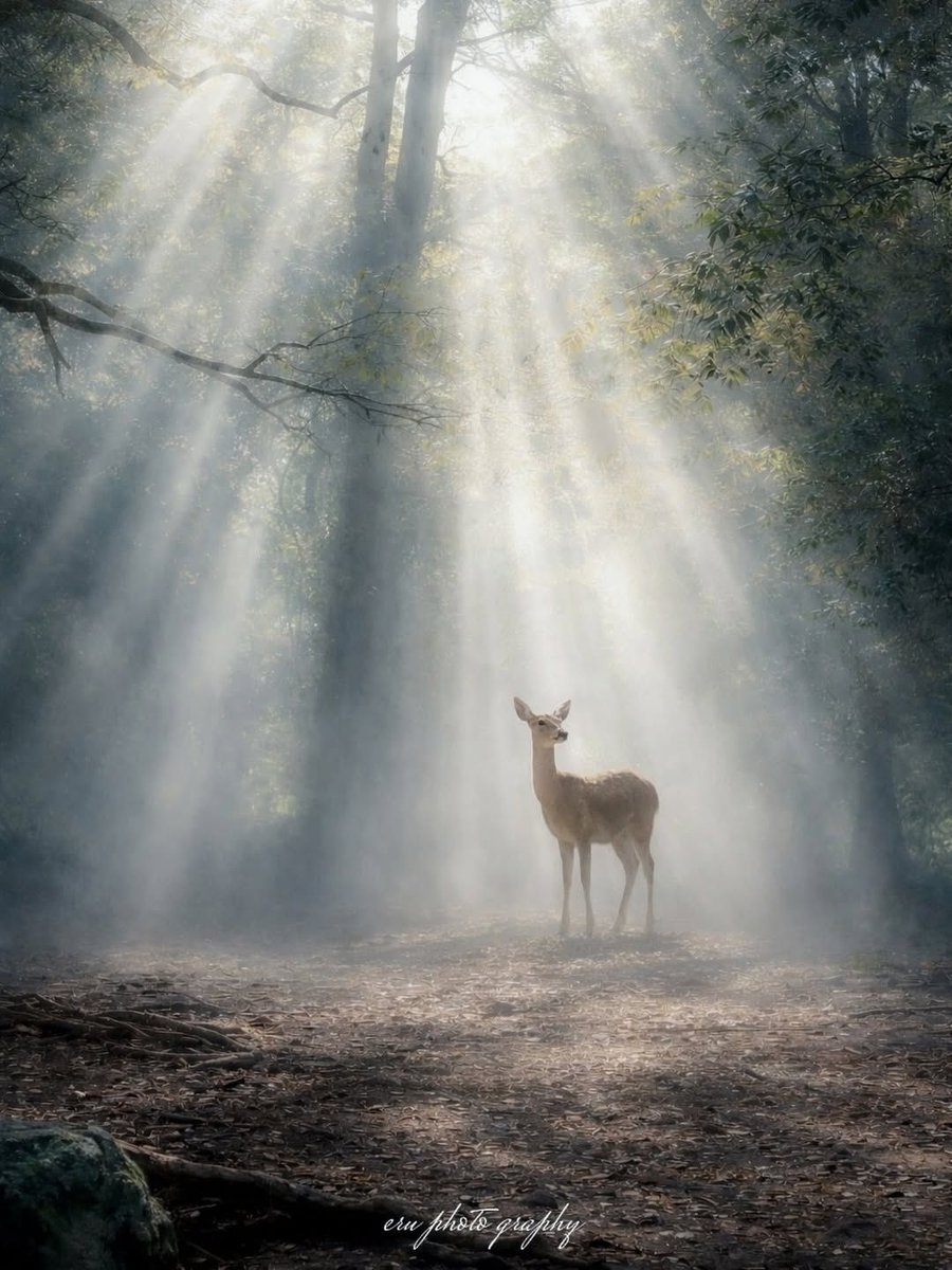 Beauty is not in the face; 
Beauty is a light in the heart. 

Kahlil Gibran