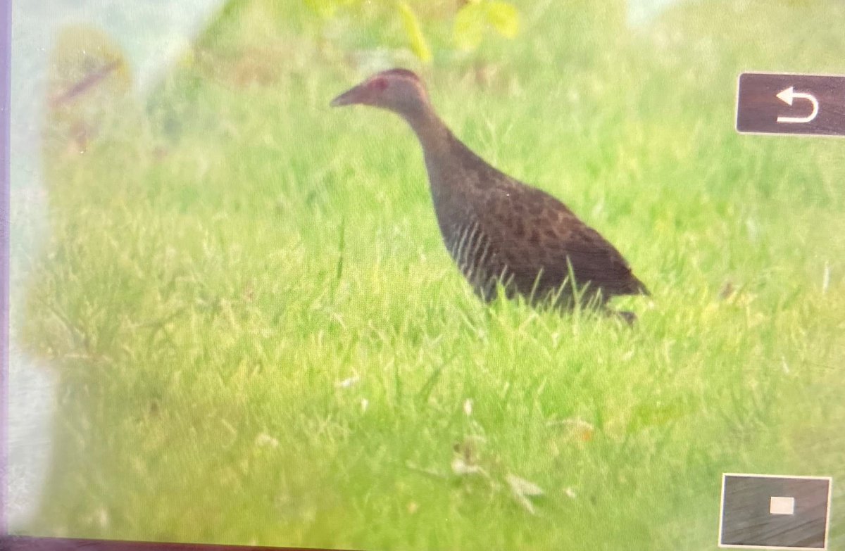 OmanBirding's tweet photo. MEGA ALERT!!!
1st African Crake reported from Mirbat Park today (11th February) Photo copyright finder - Bram Ubels
#BirdsSeenIn2026 #Oman #birding #mega https://t.co/9fghUsxeJW