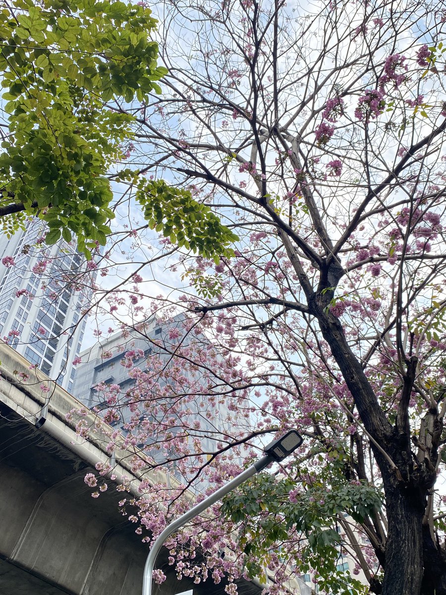 ฟินอะ ช่วงนี้กำลังบานสะพรั่ง🌸🌳