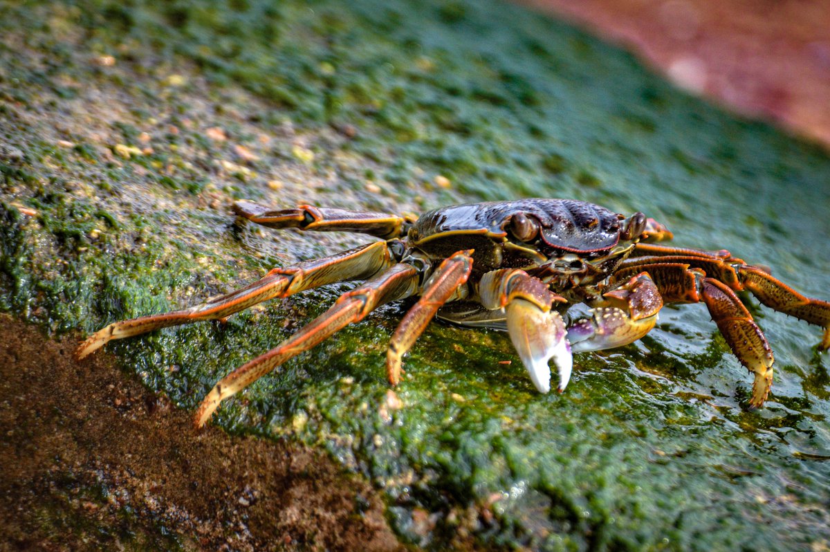 crab