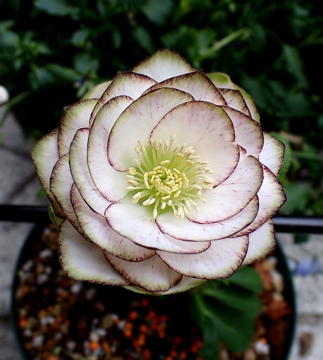 庭のお花 曽田園芸さんのクリスマスローズ ピコ利休✨ 色合いがとても