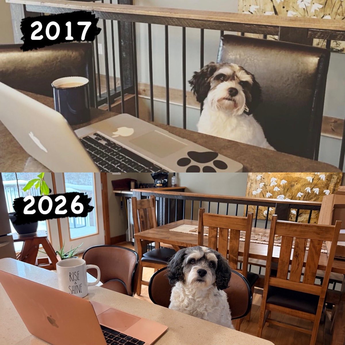 ListMoore's tweet photo. My ride or die is always company when working on paperwork. 
Few years between us but she is aging gracefully 🐾 🐶 https://t.co/eo5olU4yfD