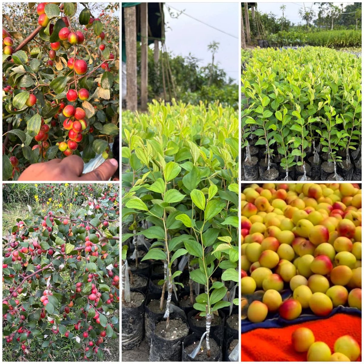 Indian Glorious Nursery and Cultivation (@21indiannursery) on Twitter photo 