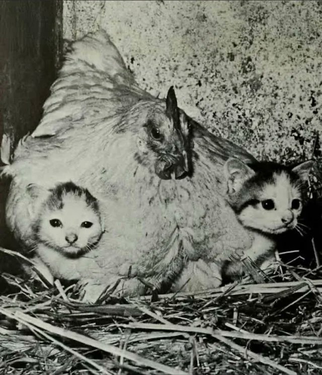 ぽんすけ (@PONSKE_ZZ) / Posts / X