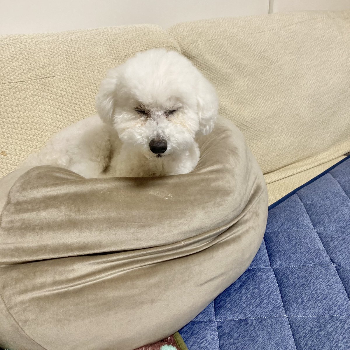 掃除するのにもちもちクッションを縦にしてたらそのまま…😪
寝る時間増えた気がするけど、寝る子は育つということでなにとぞ☺️