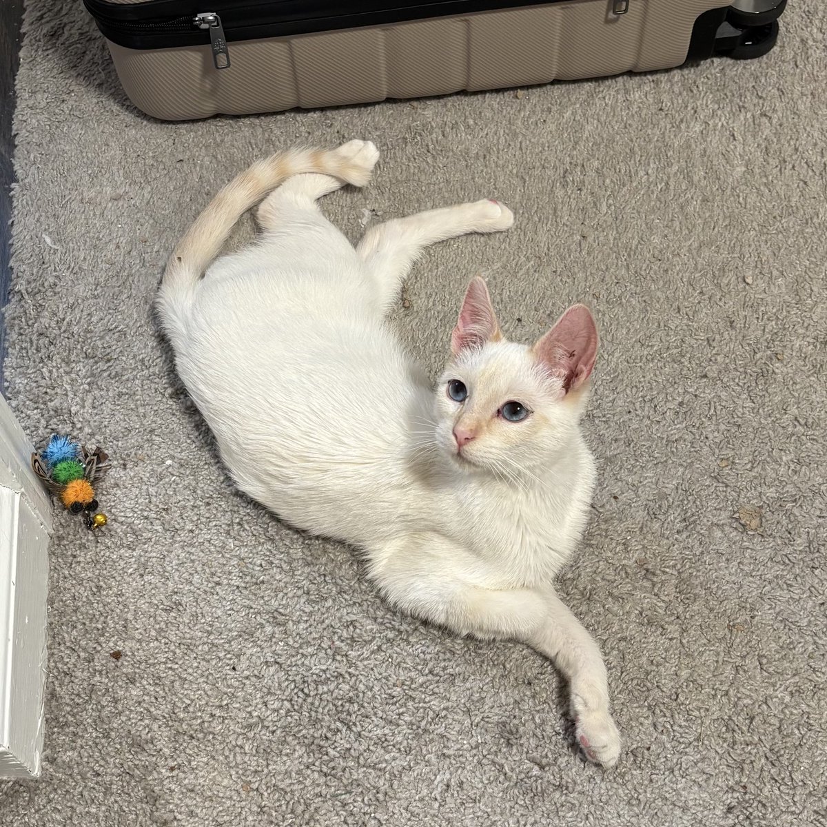 BriocheDelivers's tweet image. That’s not where like  any of your body parts are supposed to be