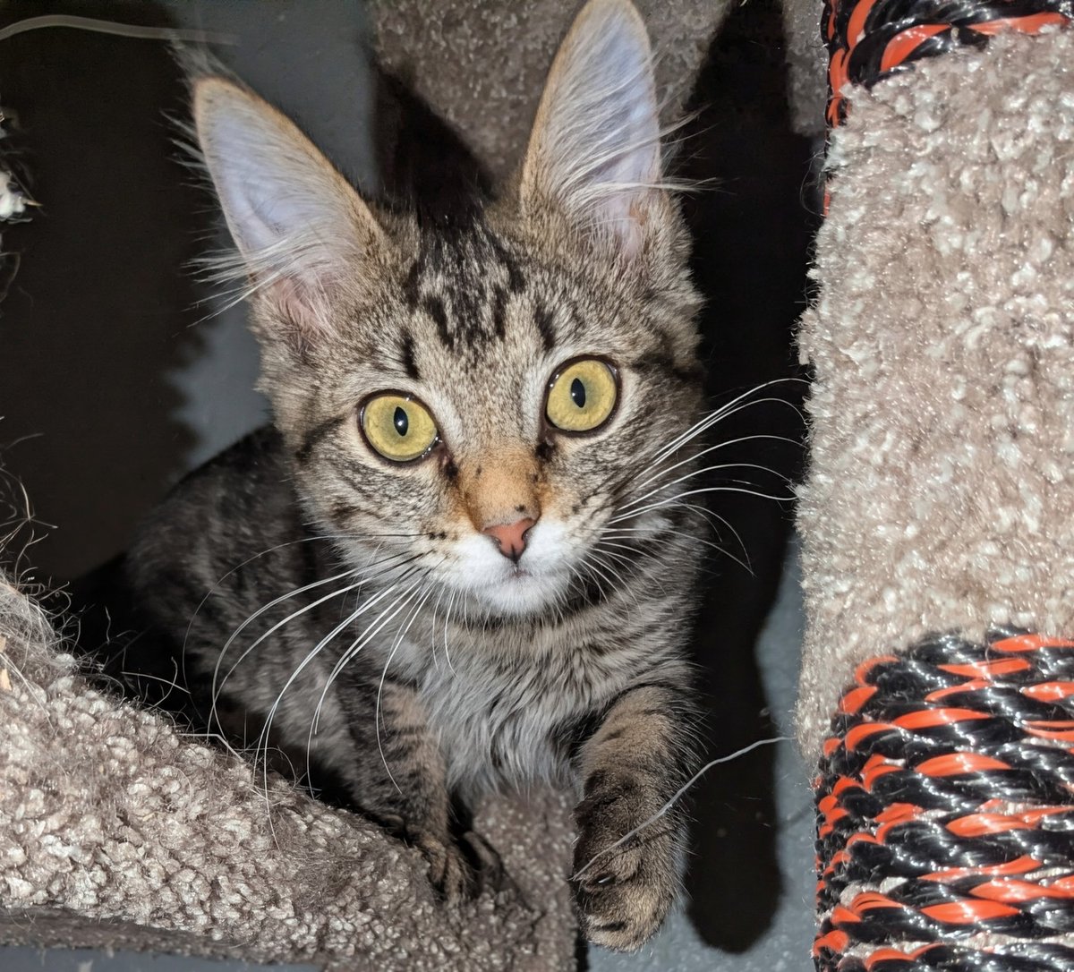 Brad's Pit tweet media