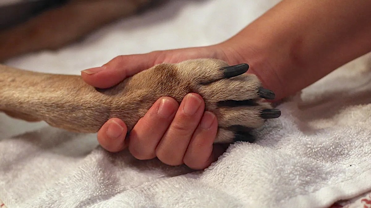 MIRACLES WEEKLY #493 – 02.10.26 "THE DOG WHO CAME BACK FROM HEAVEN" – Remaining positive Francesca reminded everyone there is always hope when you have God. Prayer is really powerful. After 8 hours of praying Sandy opened her eyes. Rev. David: More #493 conta.cc/4ttb62z