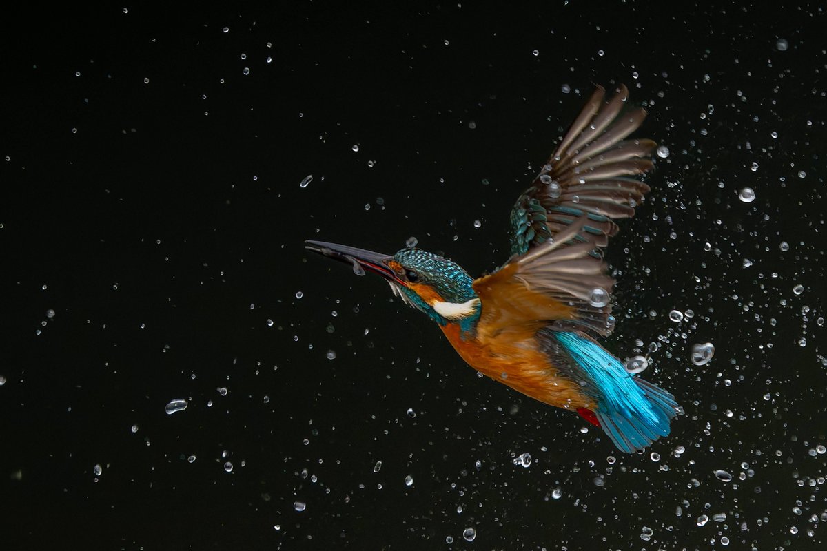 こんにち翠曜日🐦 久々の雨☔️ NIKON Z 8 NIKKOR Z 180-600mm f/5.6