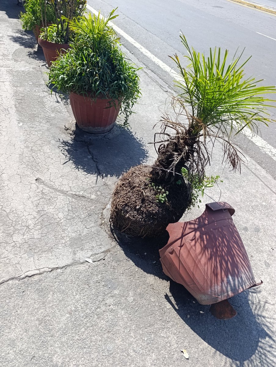Anaisa_Diaz's tweet photo. En #Tumbaco reina la basura y el desorden @MunicipioQuito A las 10:00 de hoy la pestilencia de lixiviados era insoportable @EmAseoQuito En las veredas, las macetas de todos los tamaños impiden el libre pasó de los transeúntes @pabelml Parque central sigue cerrado @zonaltumbaco 👇🏽 https://t.co/hNTj7X0peC