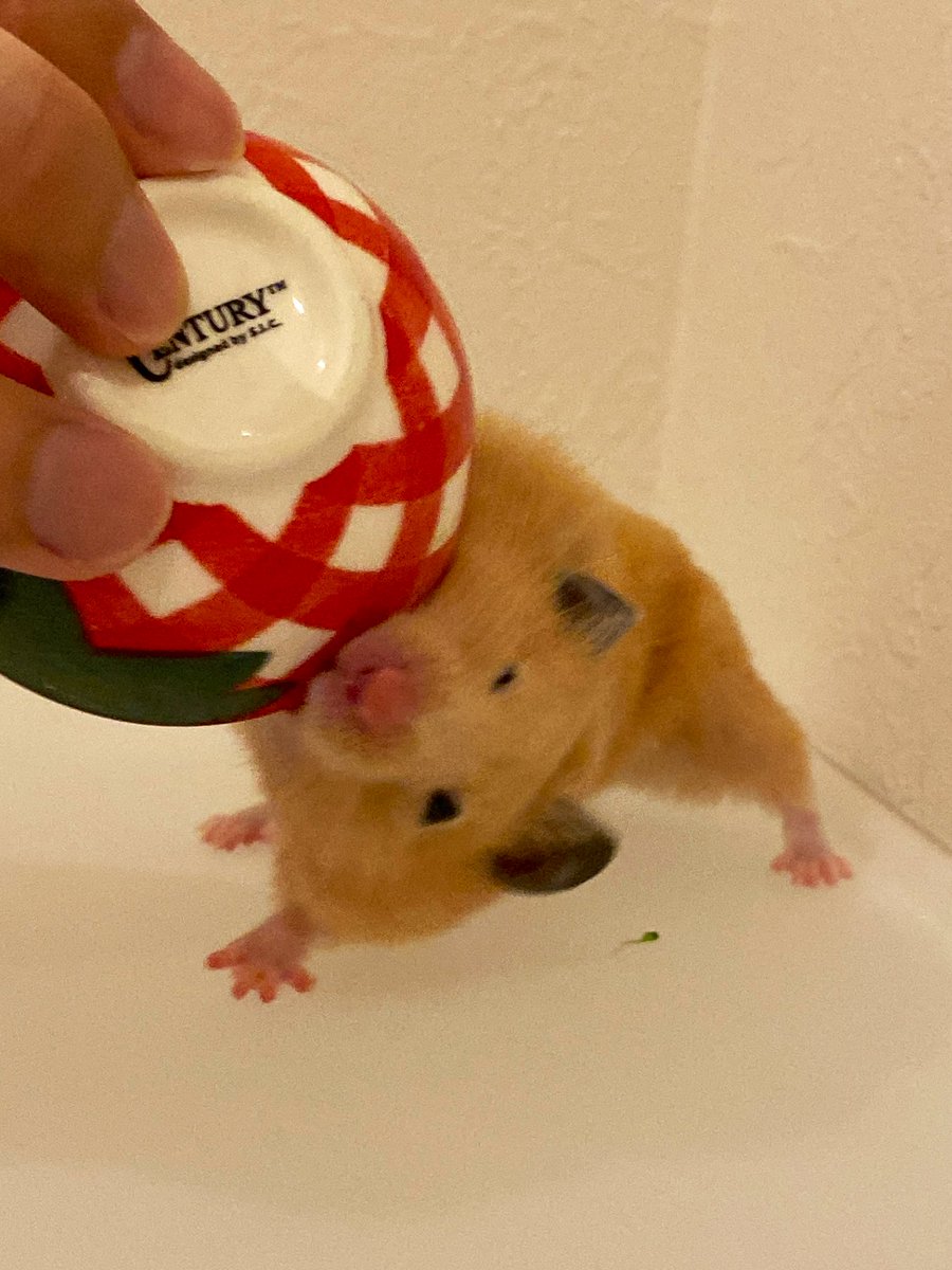 お皿を回収しようとしたら
ムギちゃんガニ股で応戦ww