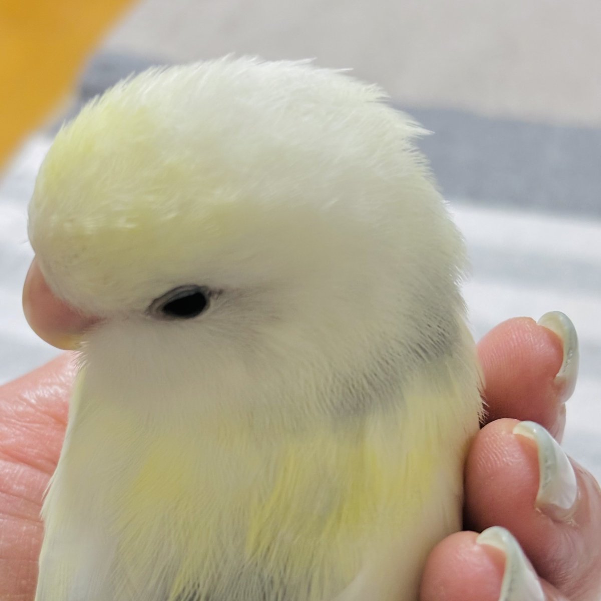 キミは本当にトリちゃんなの？？