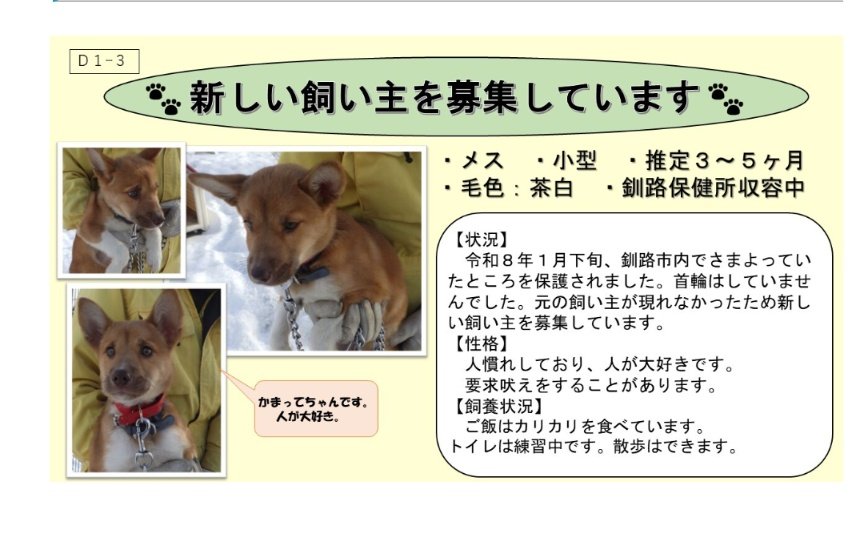 釧路総合振興局の写真です
飼い主様が見つからなかったらしいので里親募集しているようです

#北海道 #釧路市 #犬 #里親募集