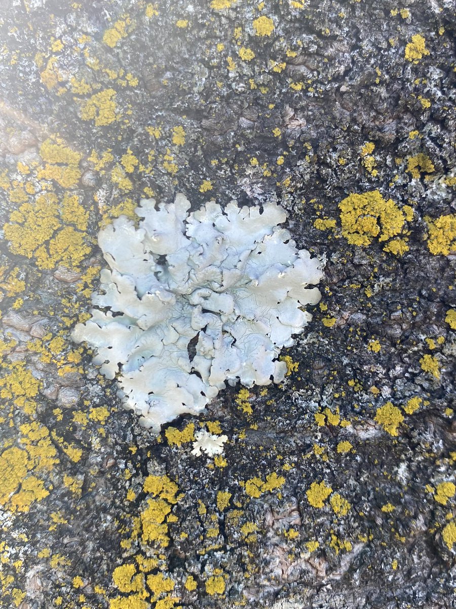 chiilichen's tweet image. おはよお〜

1日中ず〜っと本を読んでいる📕本を読むのには疲れないぐらいには元気ということ！💪😆レース編みも久々にやるっかなと思って道具引っ張り出してきたとこ🧶

今日も気をつけて生きよう

#おはよう地衣類