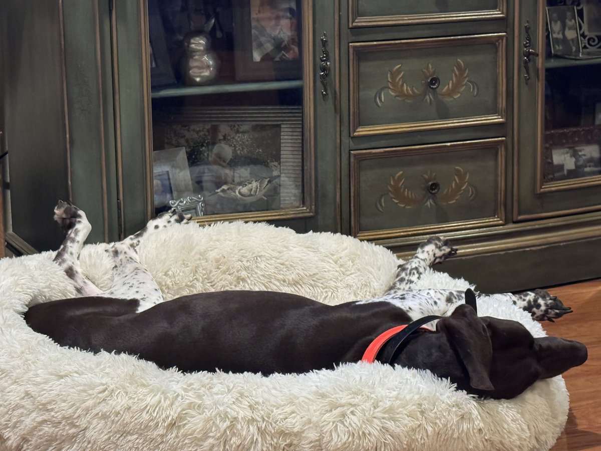Everyone should be able to relax like her! #GSP #spoiled #snores #farts #bestDog