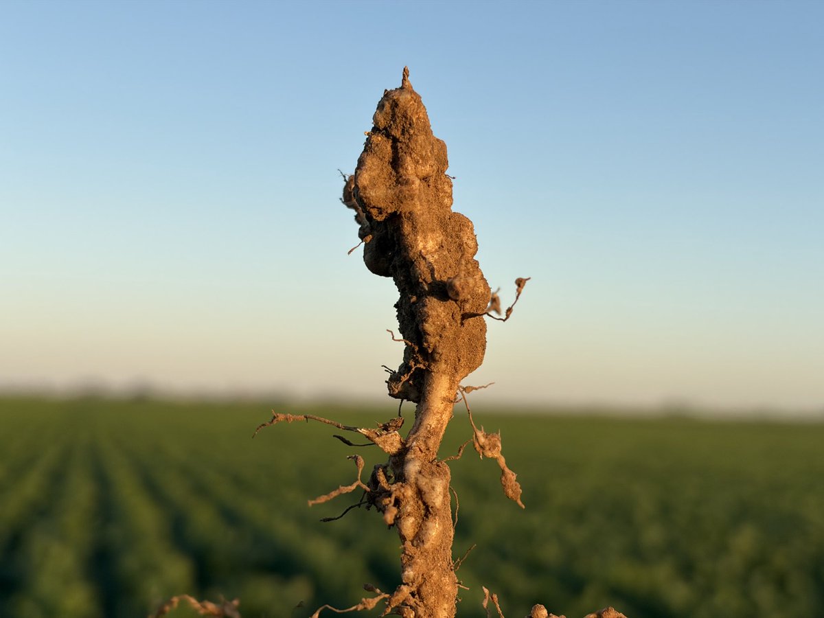 Ernesto Carreño tweet media