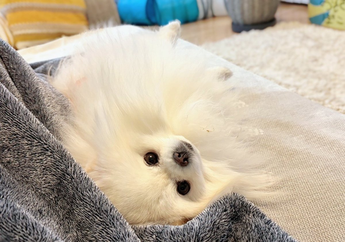 おこめ屋 (@chimaki0328) / Posts / X