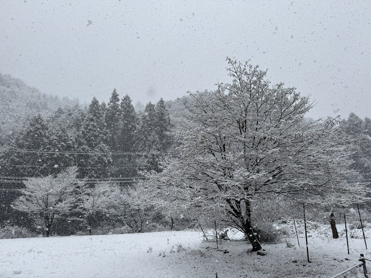 uu10ath's tweet photo. 一応京都市…🥶 https://t.co/g9CWaWrva7