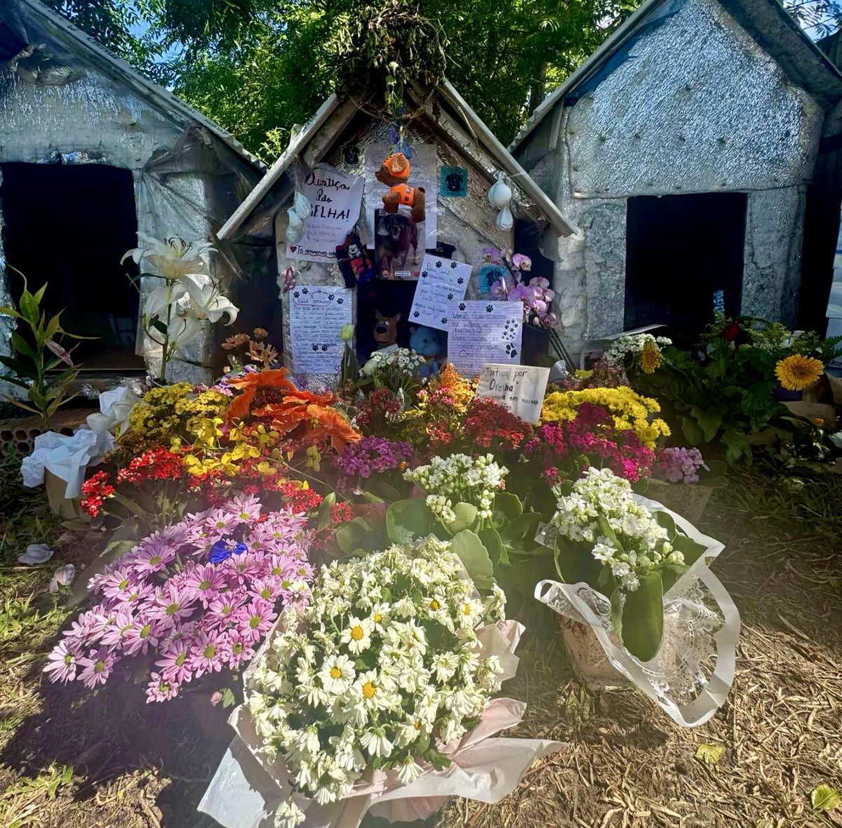 kaarolzx's tweet photo. Como tá a casinha do Orelha atualmente, virou um memorial cheio de amor 🥹🤍#federalizaçãodocasoorelha https://t.co/aJdjIKhLGn
