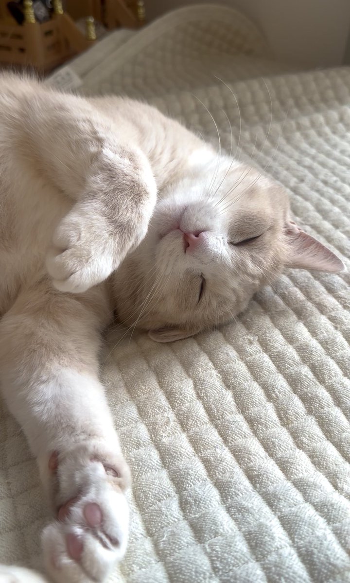 ねねこ (@n_nekoyashiki) / Posts / X