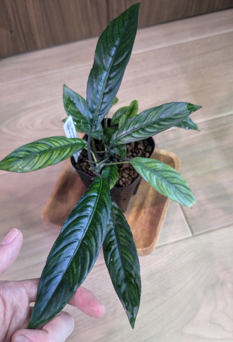 ありゅーあ (@sa_allure3838) / Posts / X