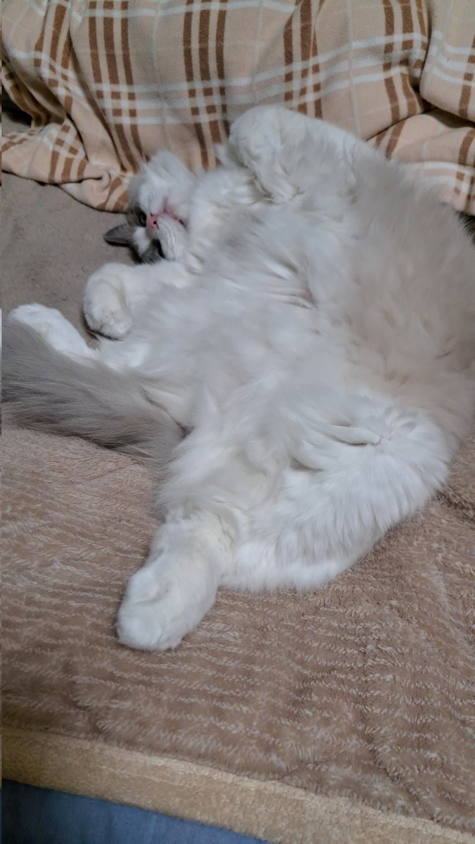 猫の構造って時々不安になりませんか