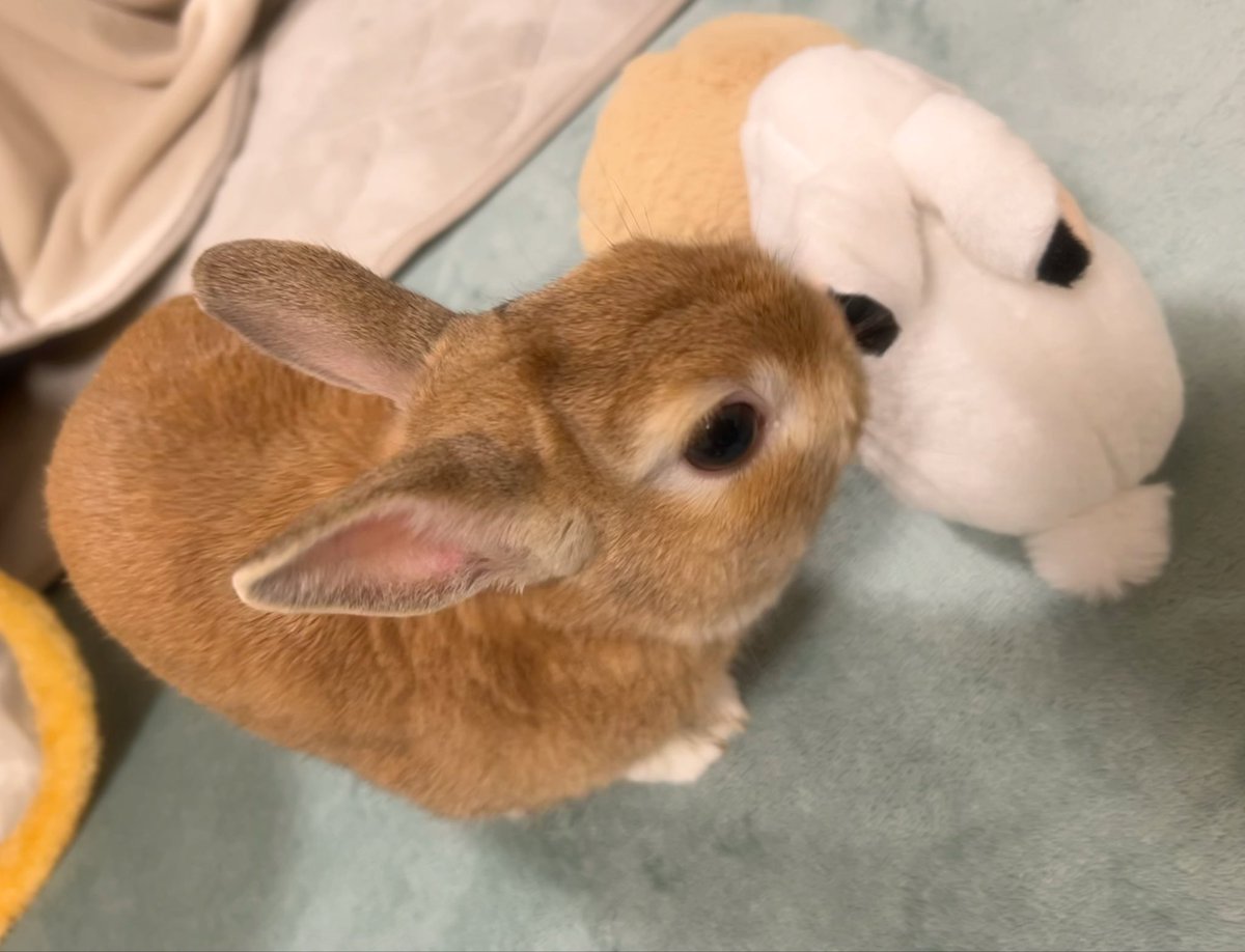 ☔️
   🐰ひさしぶり〜の雨

  さむさむ だけど・・・

きょうも げんきでちゅ〜🧡

#うさぎ
#うさぎのいる暮らし