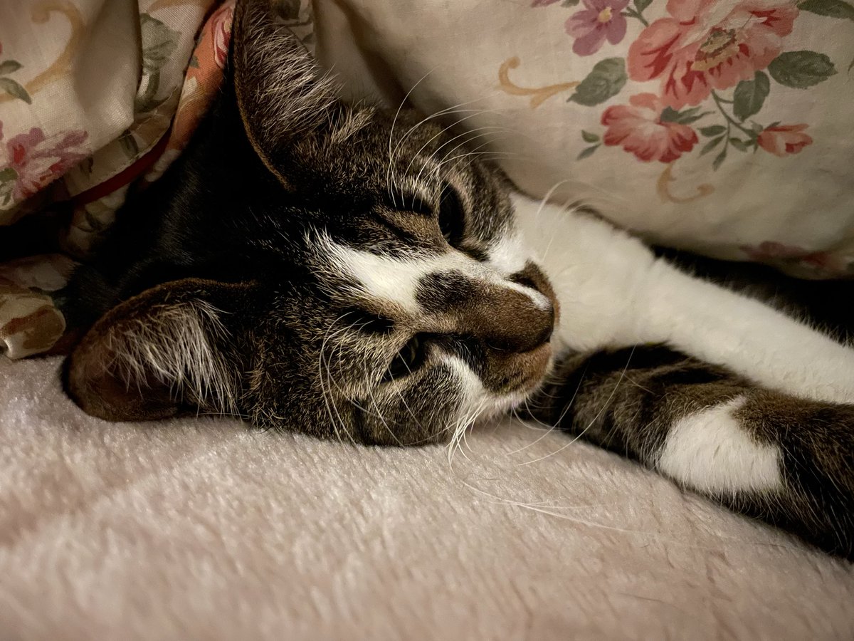 起きました！

ﾈｺﾁｬﾝかわいい。
添い寝してるんだけど、ﾈｺﾁｬﾝがお布団の中でうねうね動くから起きちゃった。