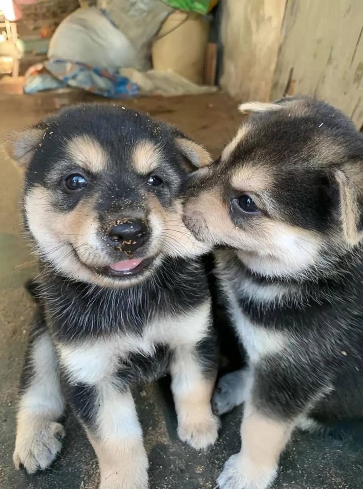 twaniimals's tweet photo. https://t.co/9ABsej8mc6