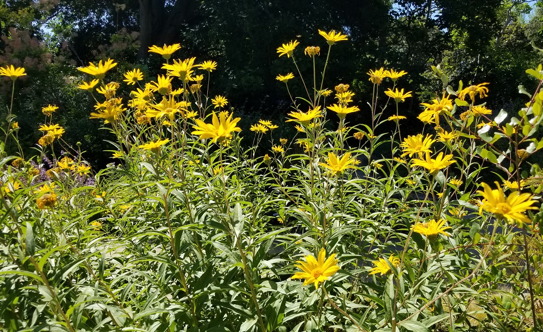 GambleGarden's tweet photo. Horticultural Classes at Gamble Garden - https://t.co/RvK9kvAlqX https://t.co/lyvudcLNu4