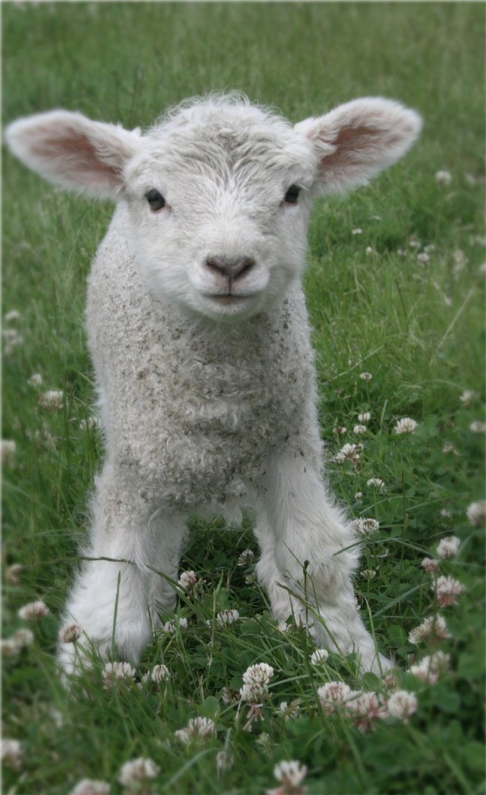 Sheep Daily 🐑 tweet media