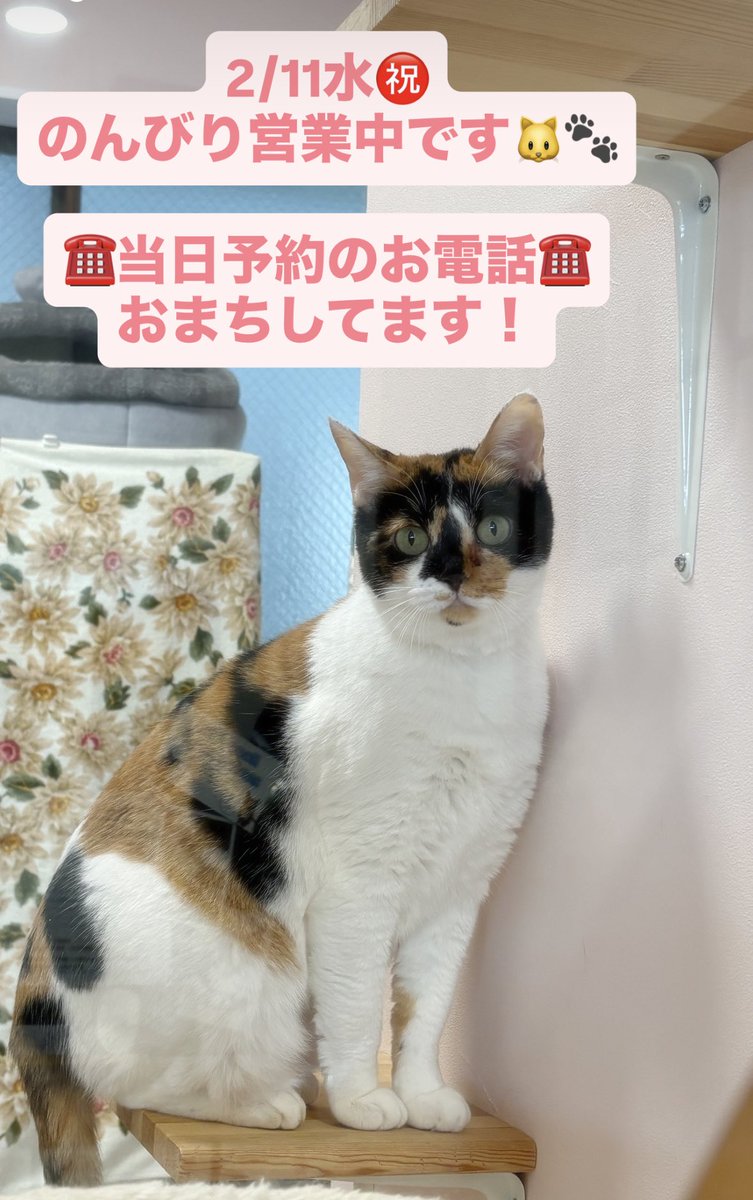 2/11水㊗️ 🌟14:00〜15:00 やや混み それ以外はとてもすいてます