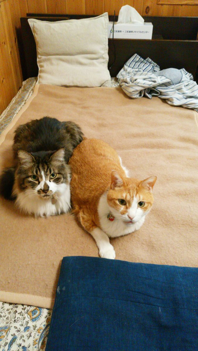 おとといの朝９時頃marukeiの由来のマルが亡くなりました。前日会った時は元気だったので今でも信じられません。１４歳、突然の心臓発作でした。この子は丈夫でほとんど病気した事なかったので…家族で悲しみにくれていますがこれからも前を向いて生きていきます。
今迄ほんとうにありがとう、マル