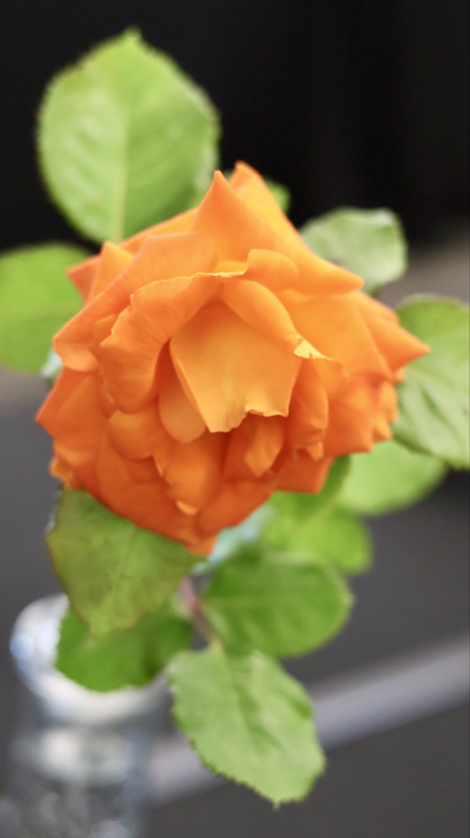 itsme_krrishm's tweet image. Encourage yourself, believe in yourself, and love yourself. Never doubt who you are. - Stephanie Lahart 

#HappyWednesday
#RoseWednesday
#KrrishClick