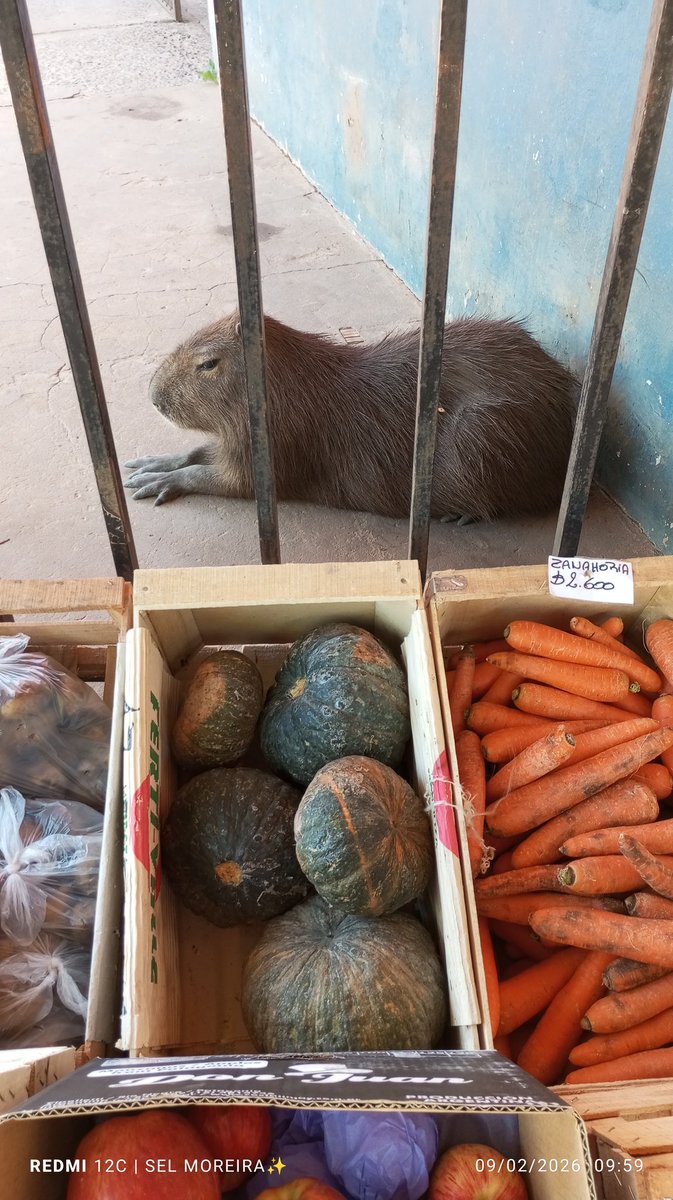 Vas a comprar y la mascota así tranqui 😄 Literalmente esto es Alvear, no lo entenderías 😄