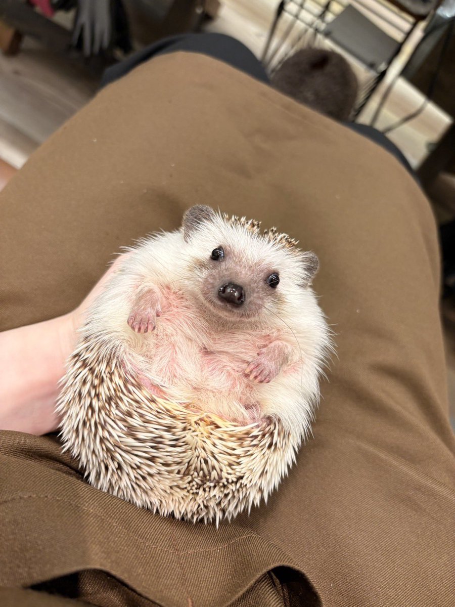 1番人気のこはくちゃん🦔です♪ このきゅるるんフェイスがたまりません😍