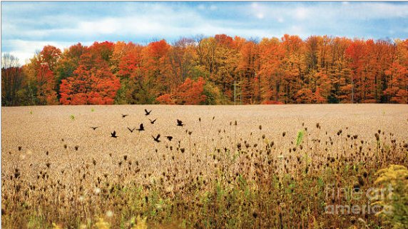 RedTruckPro's tweet image. Bring the warmth of autumn indoors. A perfect touch for cozy home décor. Prints here: pixels.com/featured/fall-…
 #autumnvibes #homedecorideas #canadianartist #wallartforsale #interiorstyle #artprintshop #seasonaldecor #BuyIntoArt #artvsartist2026