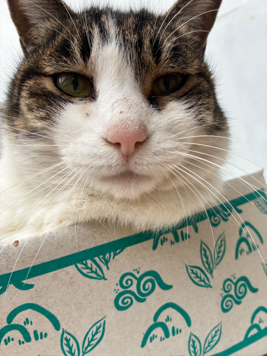 Post by たけのすけ on X: 今日のねこ🐱