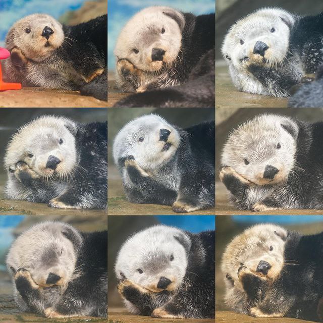 Otter Lover tweet media